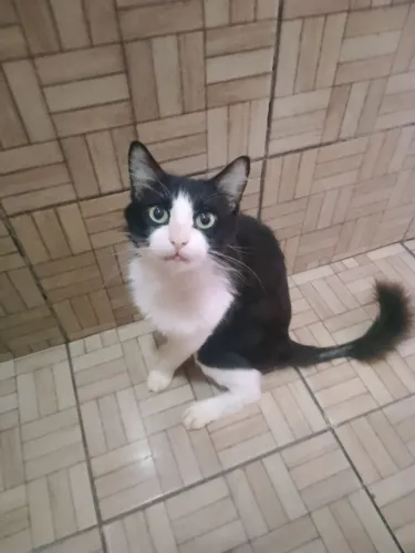 Adoção pra responsável