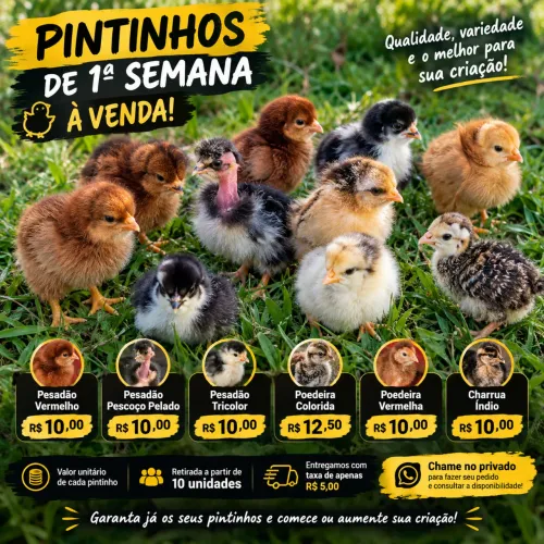 Pintinho