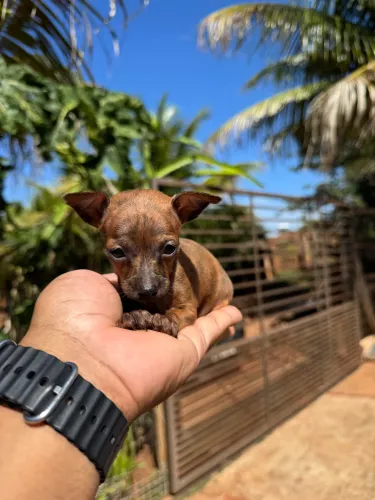 Pinscher zero macho minúsculo 