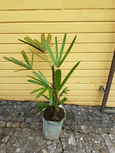 Palmeira ráfia.