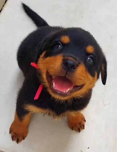 Rottweiler de Linhagem Alemã: Estrutura Pesada, Pedigree, Vacina V10 Importada e Garantias