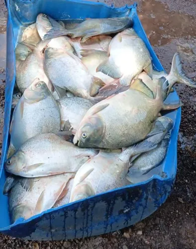 Venda de Peixe Tambatinga 