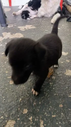 FILHOTE DE BORDER COLLIE
