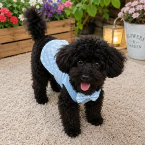 Poodle Toy Machinho - 5 Meses - Vacinação Completa