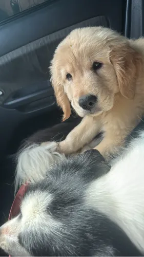 Venda de cachorro