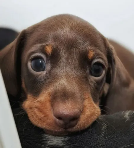 Pequenos Peludos de Olhar Encantador dachshund teckel chocolate macho 