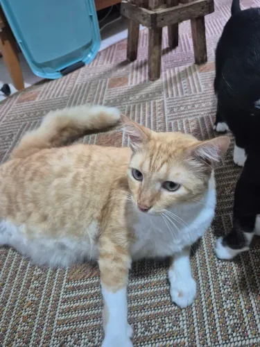 Doação de gato