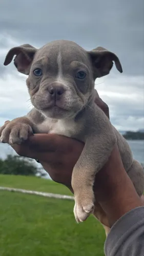 American bully micro tri lilac macho