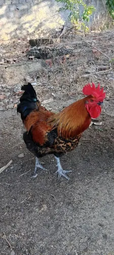 Galo de capoeira 