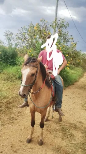 Vendo ou gambiro esse cavalo