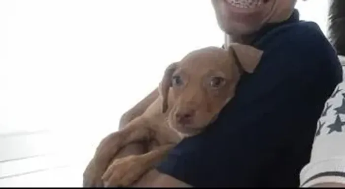 Cachorra Sol para adoção 