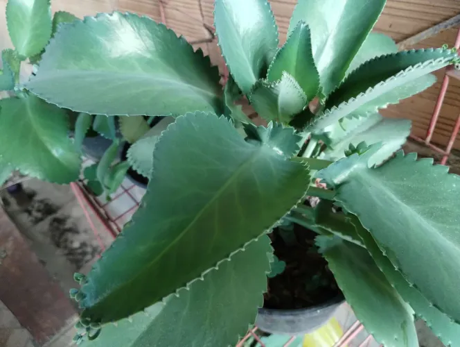 Vendo mudas de plantas várias 
