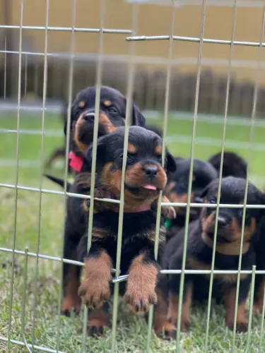 Rottweiler Puro com Pedigree CBKC