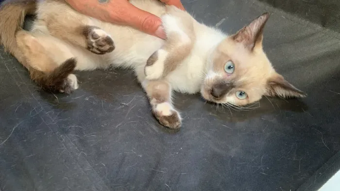 doação de gatinhos