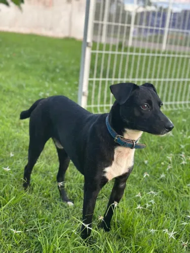 Disponível para adoção 