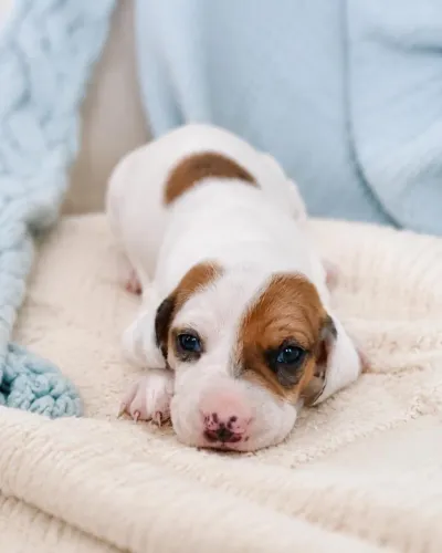 Lindos filhotes de Dachshund