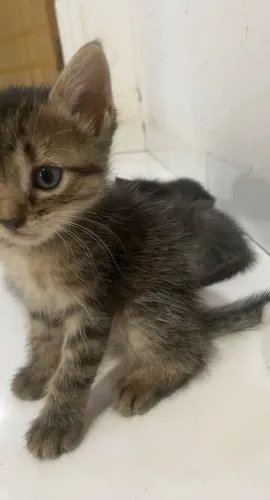 Gatinhos para doação