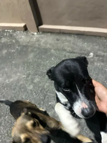 ? DOAÇÃO RESPONSÁVEL ? PRECISO DE UM LAR PARA DOIS CACHORRINHOS!