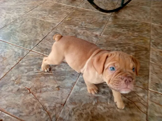 Bulldog machos a venda