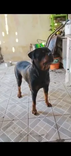 Rottweiler Macho procurando Fêmea 