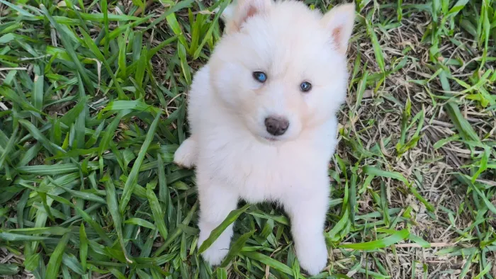 Husky siberiano fêmea