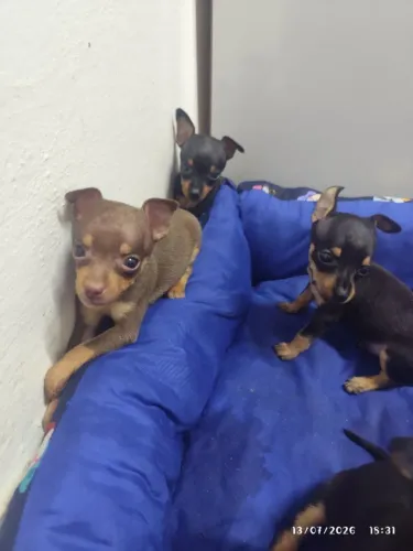 Filhotes de pinscher 