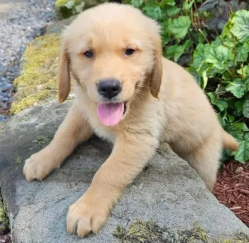 Filhotes de Golden Retriever | Filhotes com ótimo temperamento!