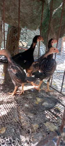 Vendo Raça Carioca