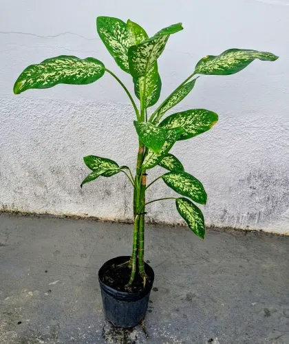 Vendo
