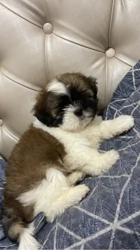 Filhote de Shih tzu