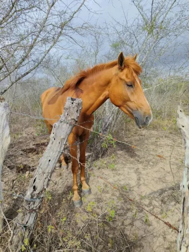 Pordo novo