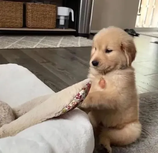 Golden Seu parceiro de aventuras já está pronto