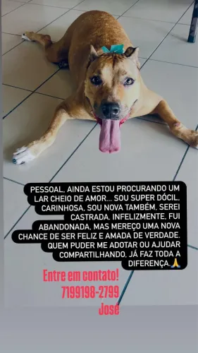 Cadela para adoção SRD com pitbull