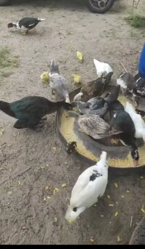 Excelente Pato ?