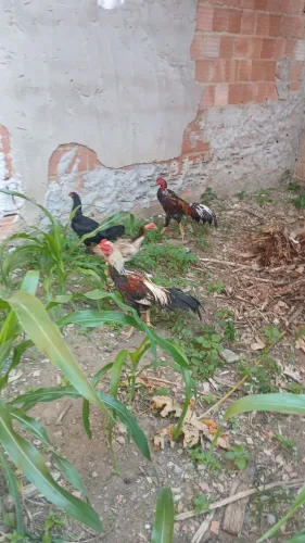 Dois galos e duas galinhas índio 