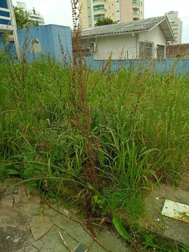 Jardinagem poda e descarte de árvores