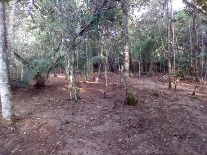 LOTES NO CARANAZAL (ALTER DO CHÃO)