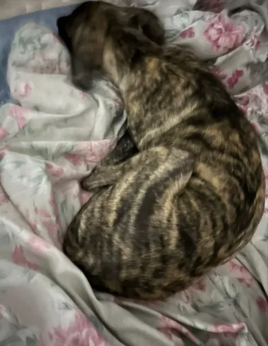 Cachorra para adoção (5 meses)