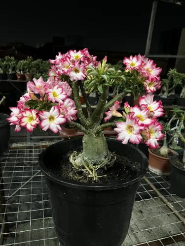 Rosa do deserto gigante
