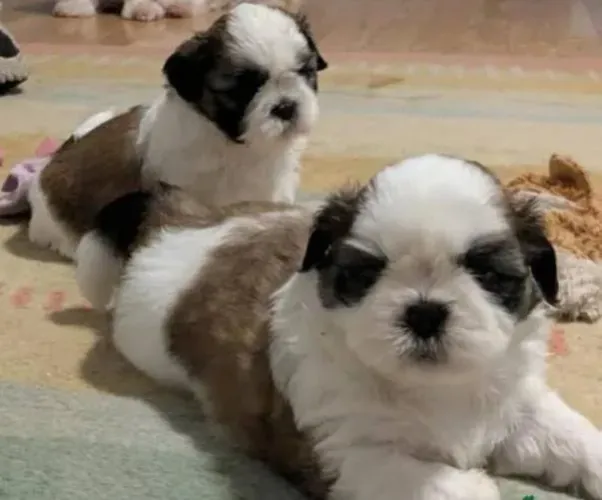 Shihtzu Mini Filhotes Difíceis De Encontrar.