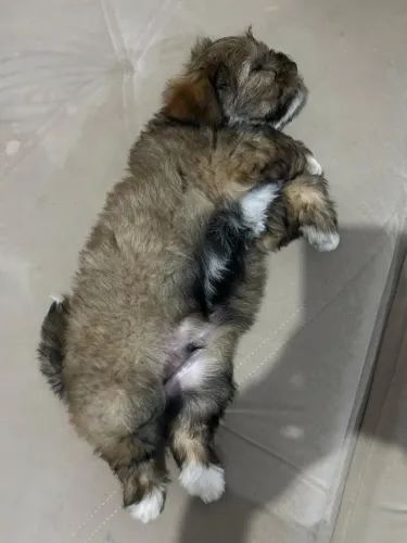 Filhote de Lhasa Apso - Macho
