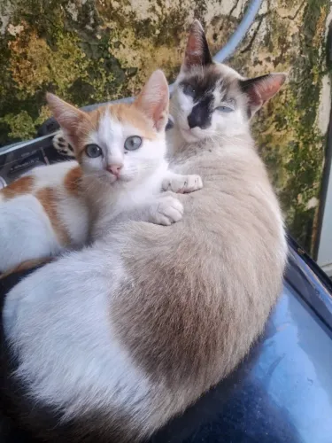 Gatinhos para adoção