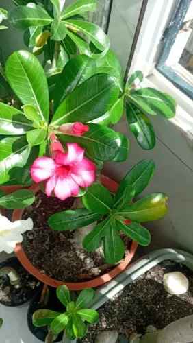 Jardim