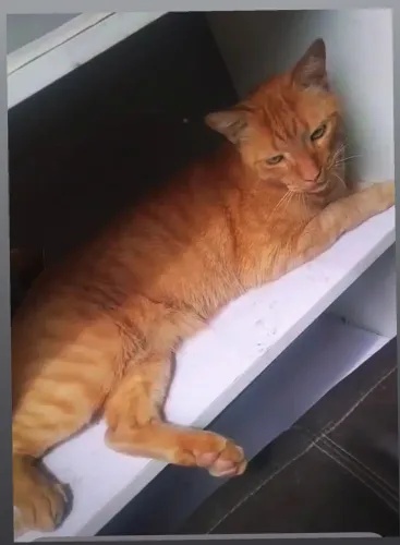 Gato Ruivinho/ laranja Castrado para adoção responsável