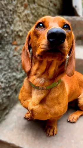 Filhotes de Dachshund