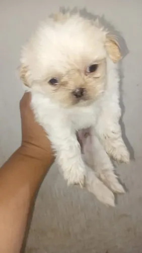 Cachorro shintuz puro 
