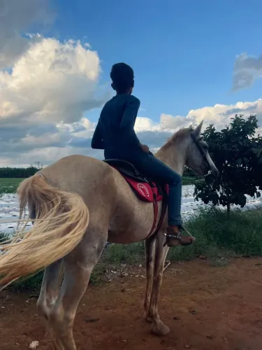 ? cavalo forte e saudável ?