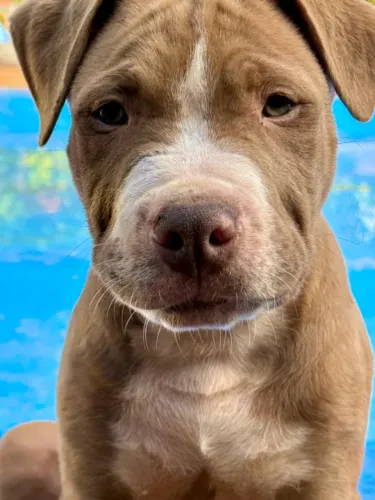 Pit Bull Filhote Macho 90 dias