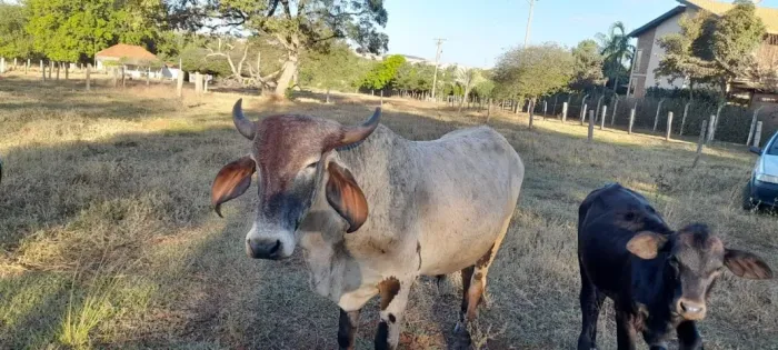 Vendo 2 novilha e 1 garrote