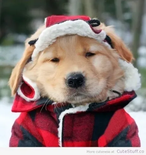 Golden. Um filhotinho que vai arrancar muitos sorrisos